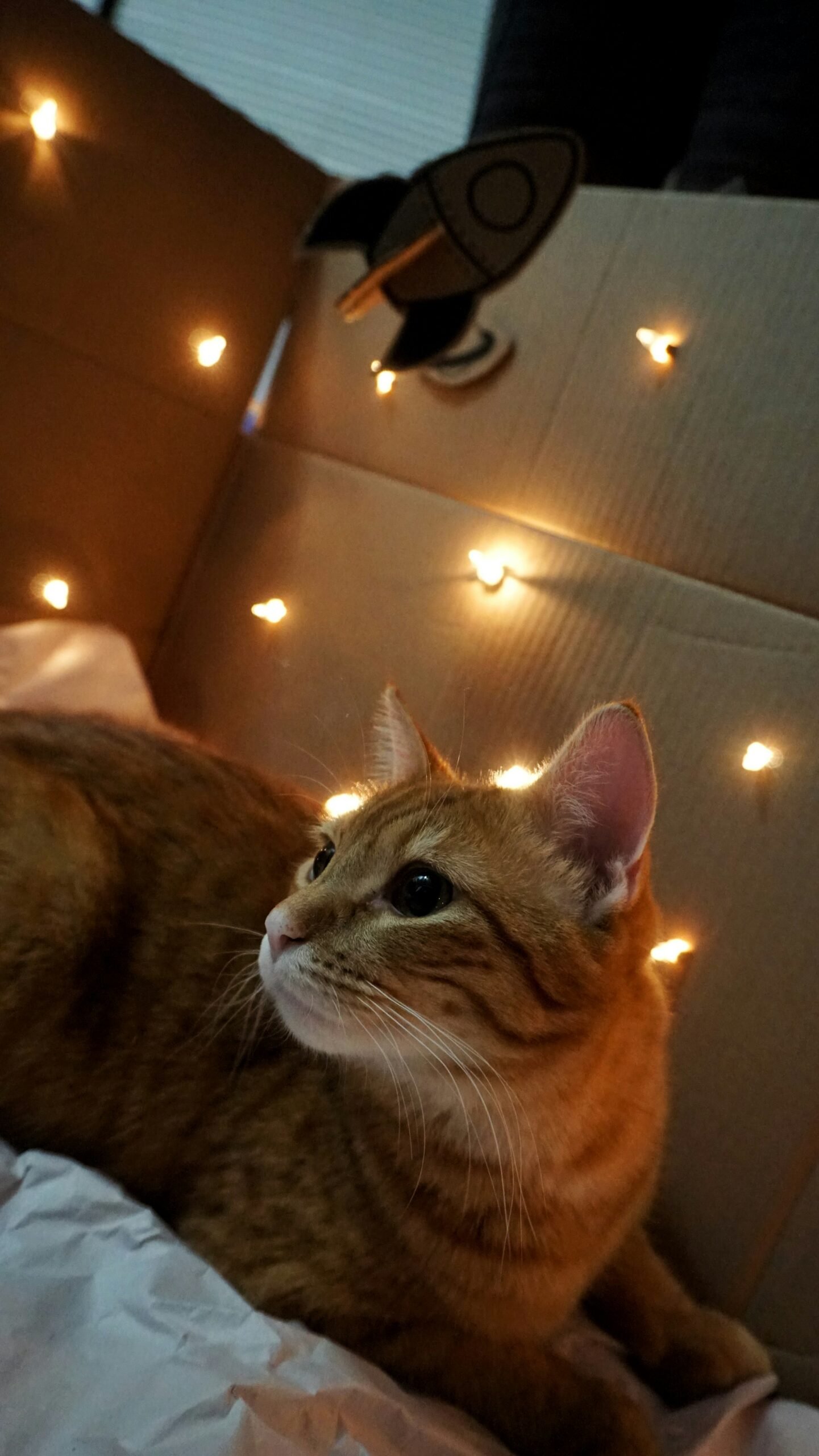 Cozy Cardboard Cat House 1 - 图片 3