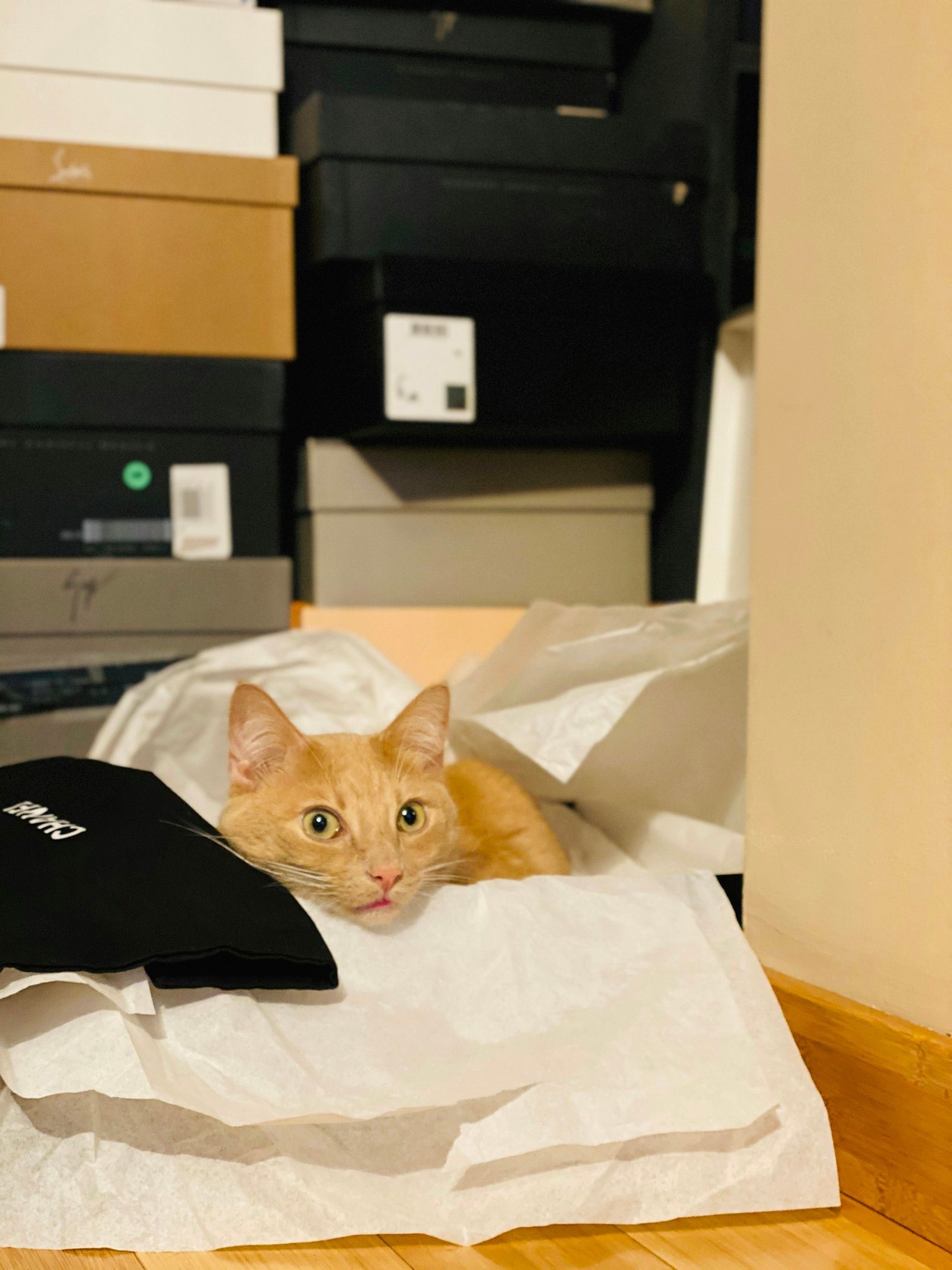 Cozy Cardboard Cat House 1 - 图片 2