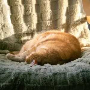 高级纸箱猫爬塔（三层）