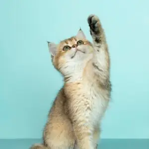 加宽纸箱磨爪板